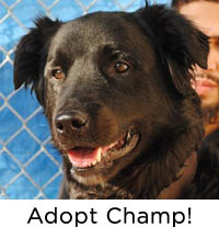 Adopt Champ!